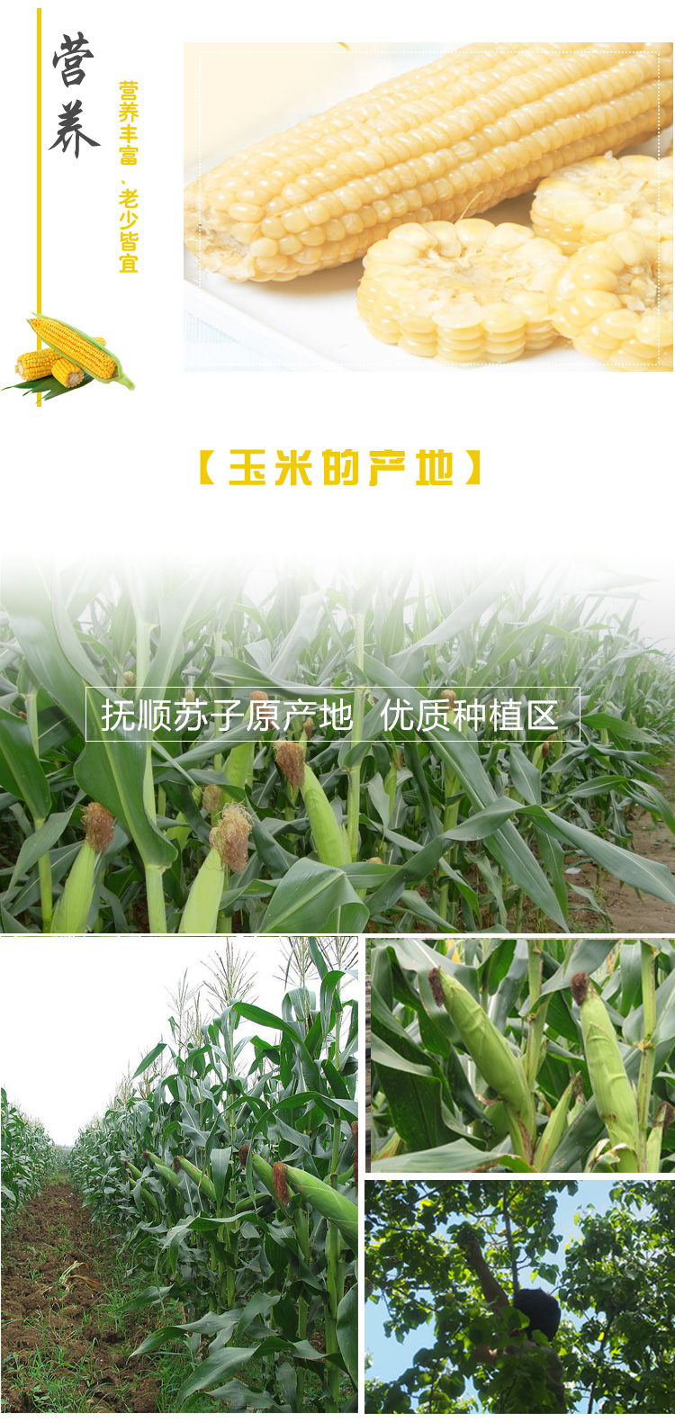 玉米详情页_04.jpg
